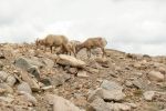 PICTURES/Mt. Evans - Idaho Springs, Colorado/t_Sheep3.JPG